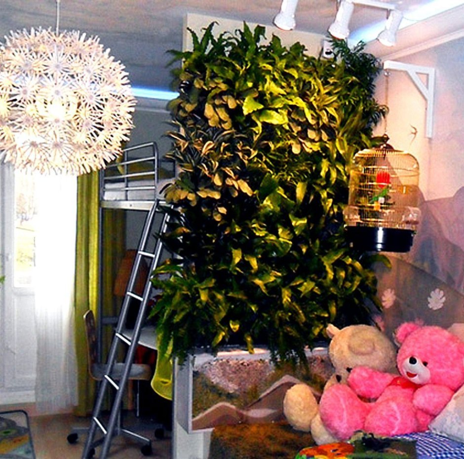 Суккулент традесканция