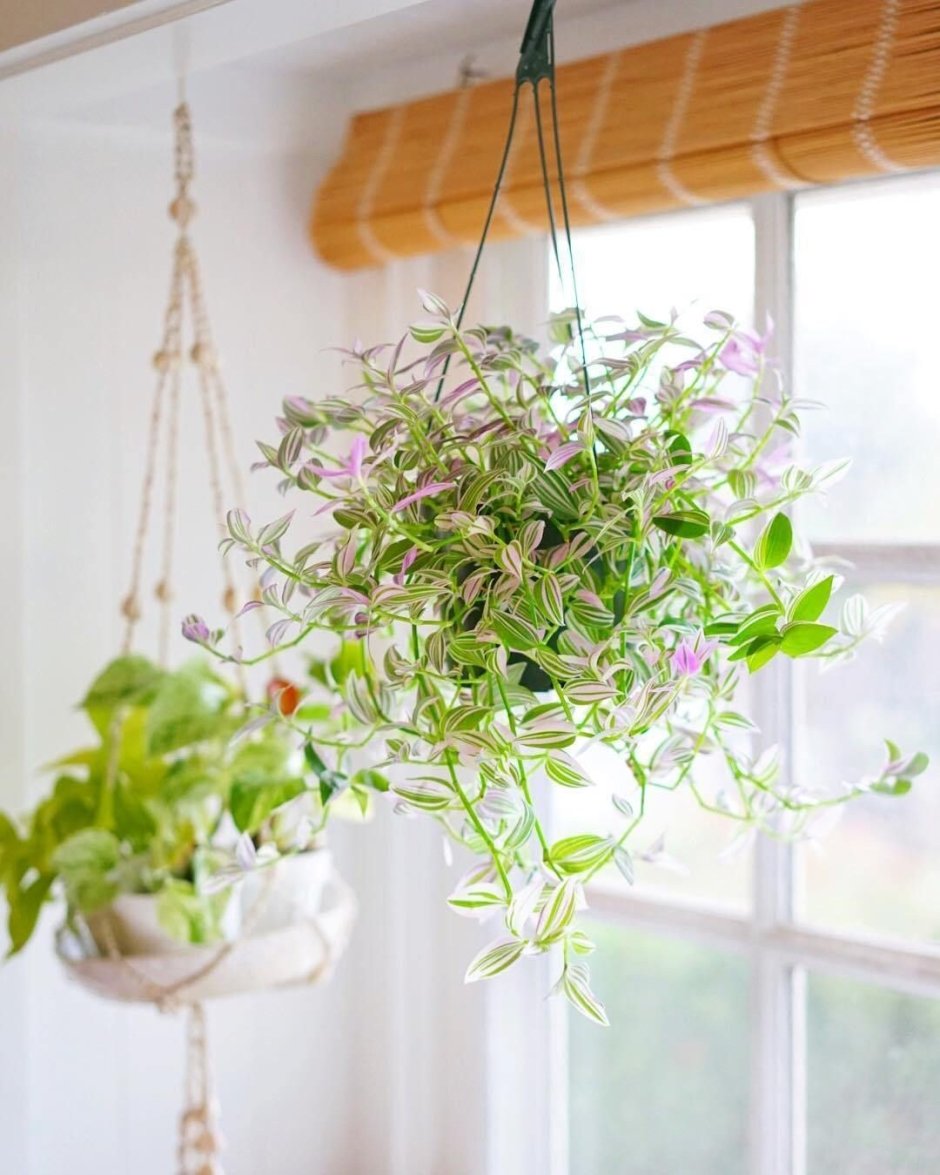 Традесканция плетущаяся