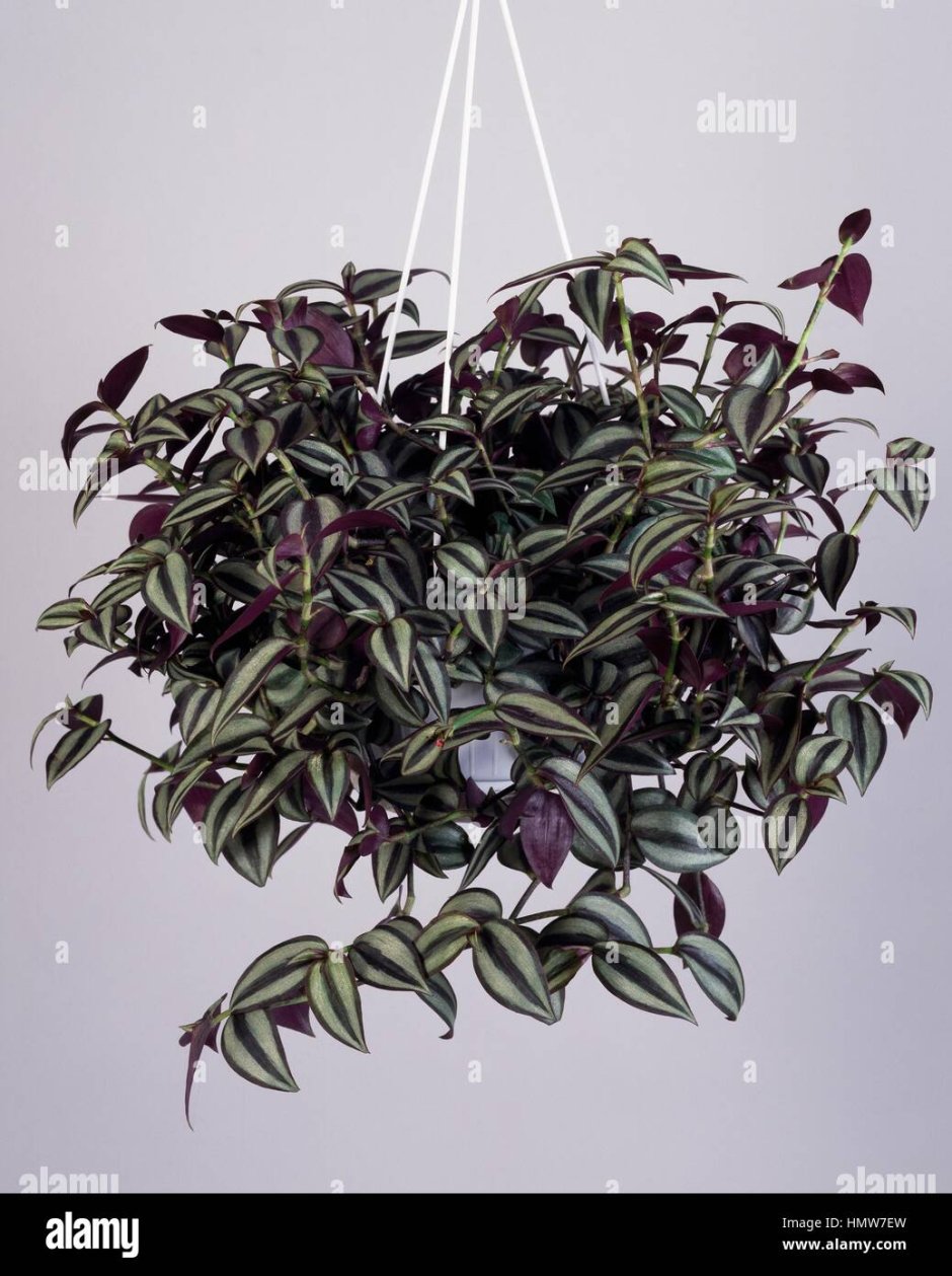 Традесканция зебрина