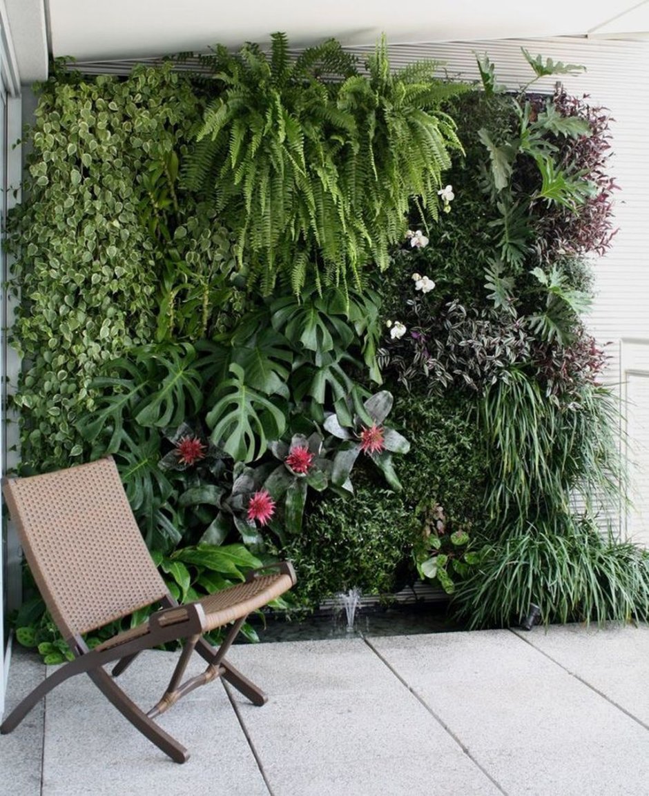 Традесканция хлорофитум