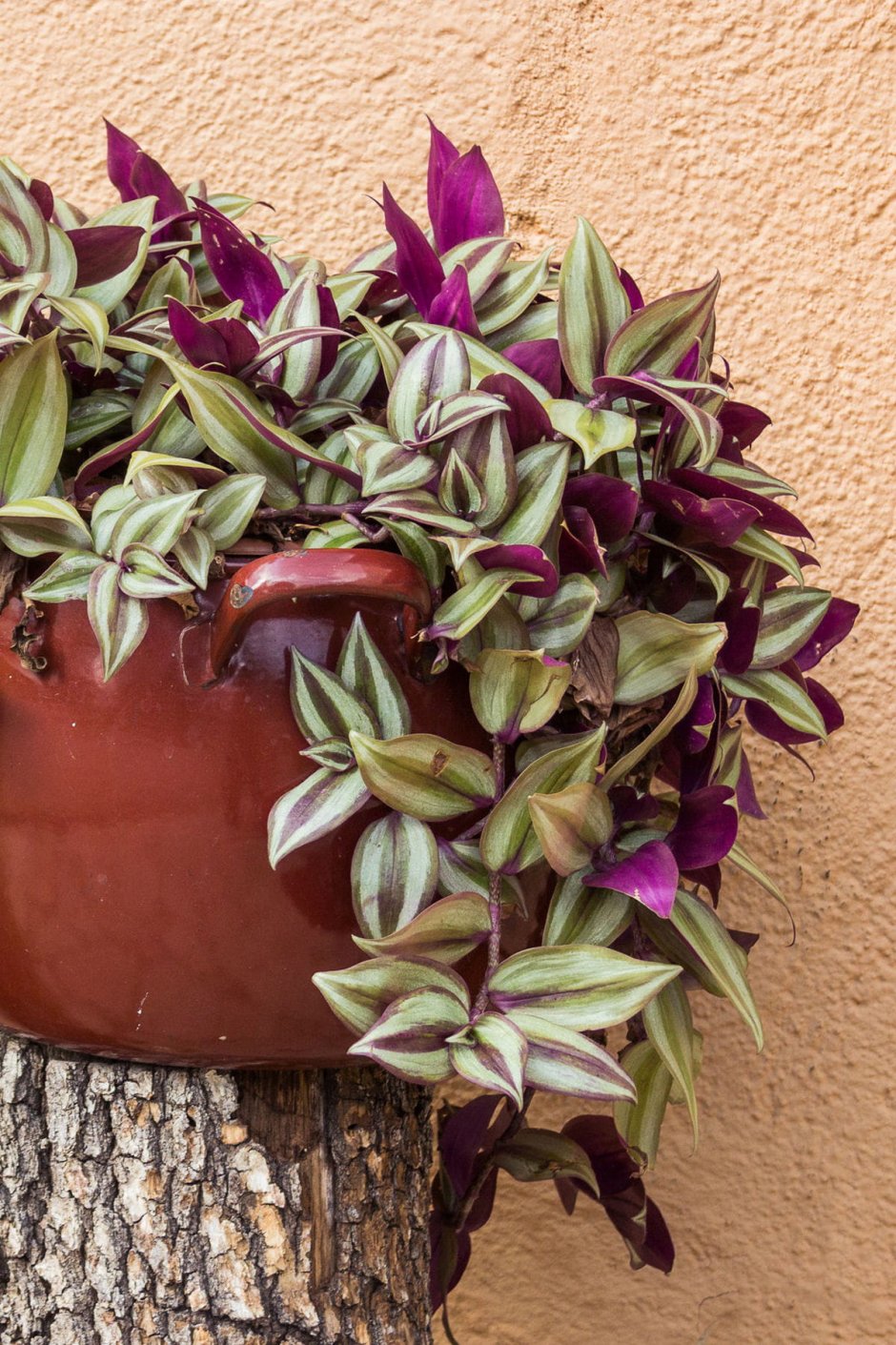 Традесканция зебрина пурпурата