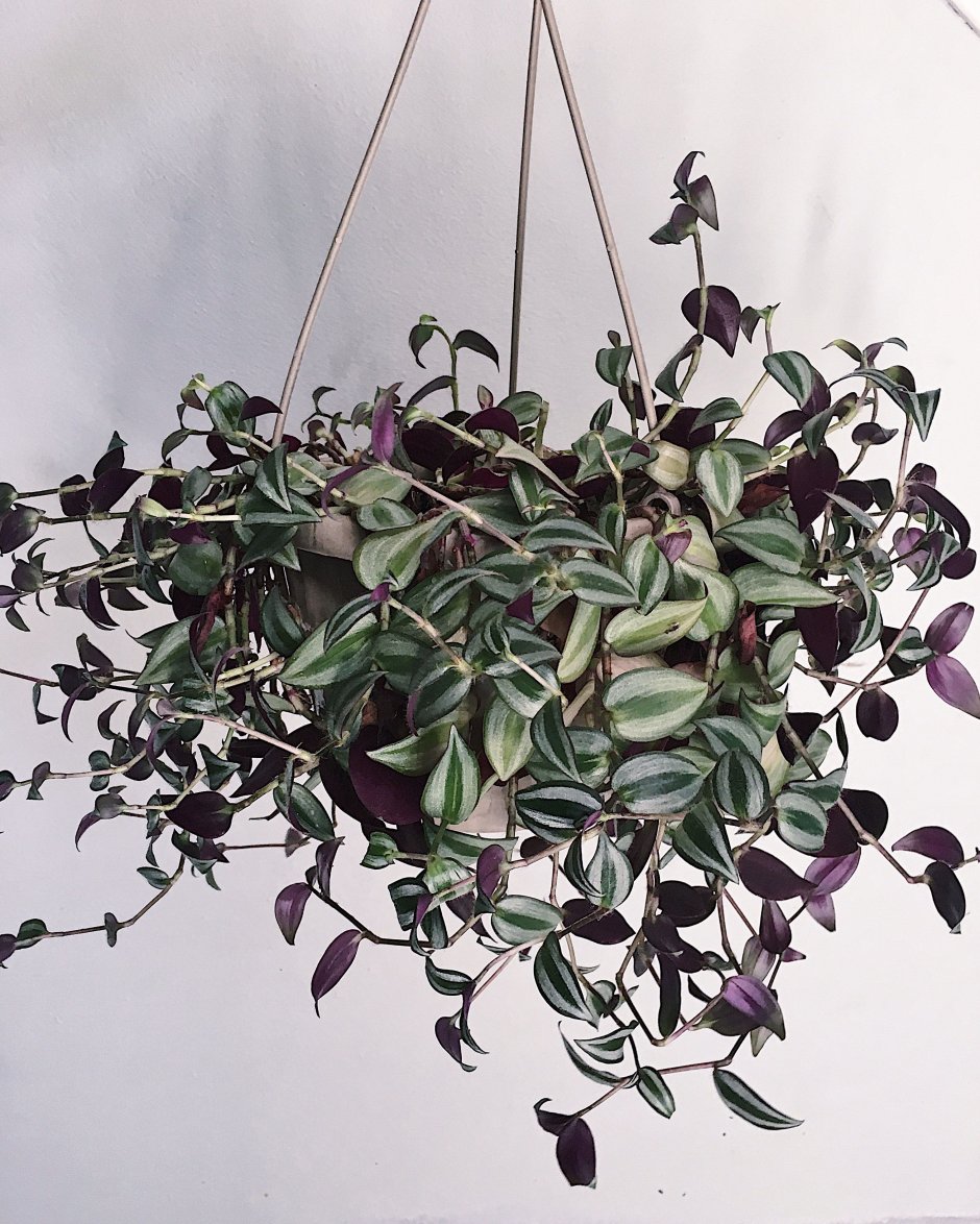 Традесканция в современном интерьере