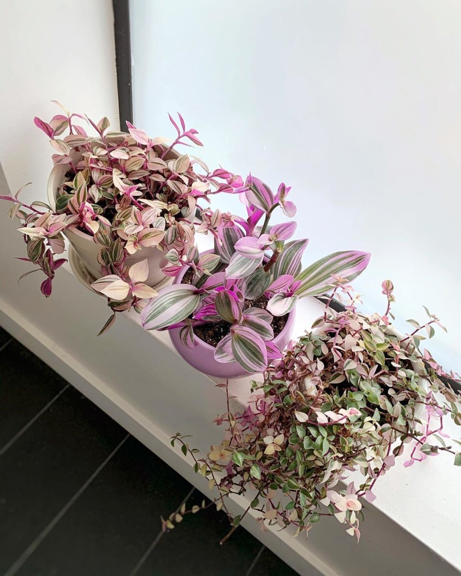 Традесканция Силвер Эстетика