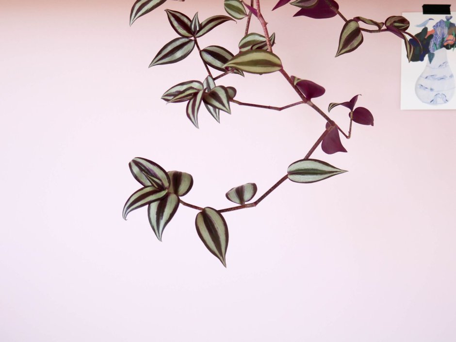 Декор стен с традесканцией