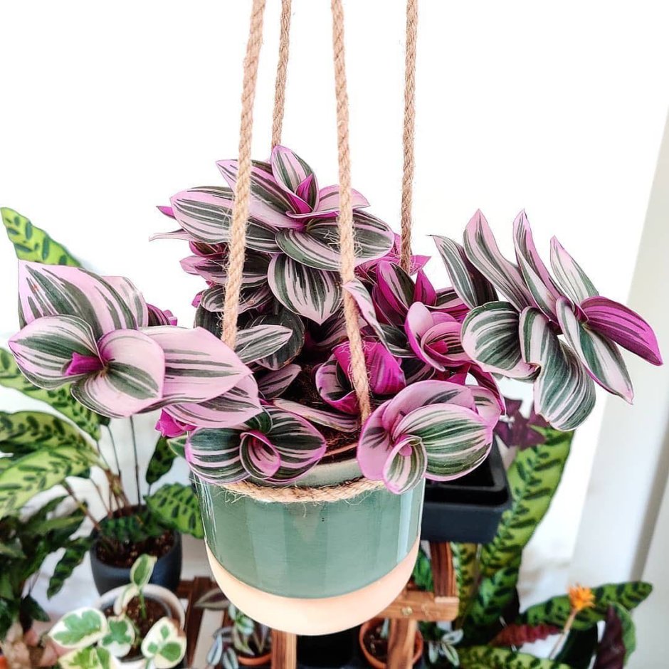 Традесканция флюминенсис Лилак