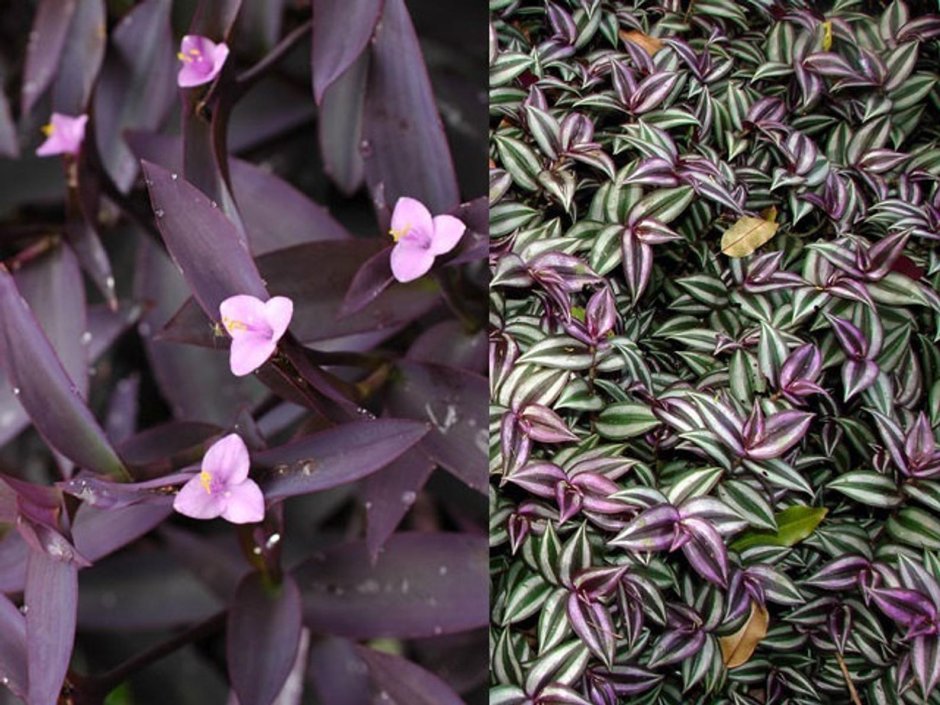 Плющ, сциндапсус, фуксия, хлорофитум, аспарагус, герань.