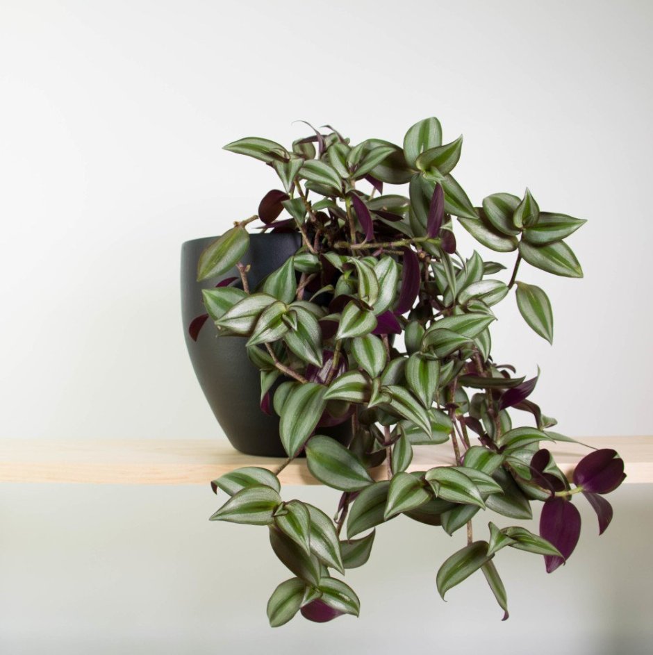 Традесканция зебрина