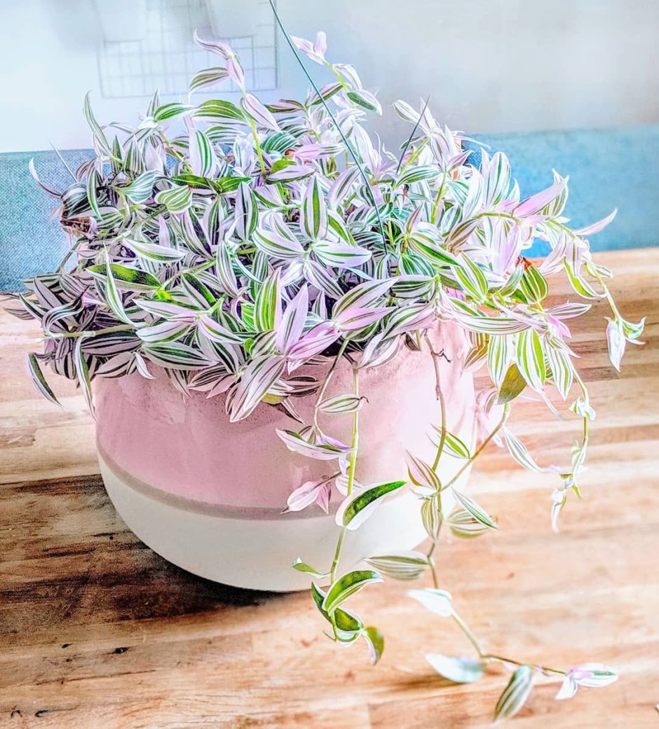 Традесканция Нанук ( Tradescantia » Nanouk «)