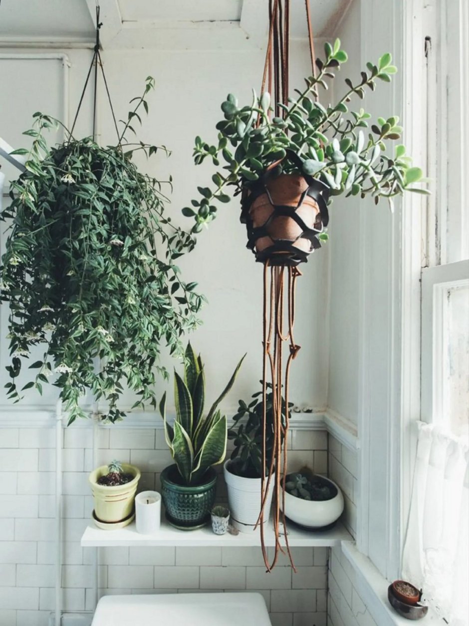 Традесканция толстянковая Tradescantia Crassula