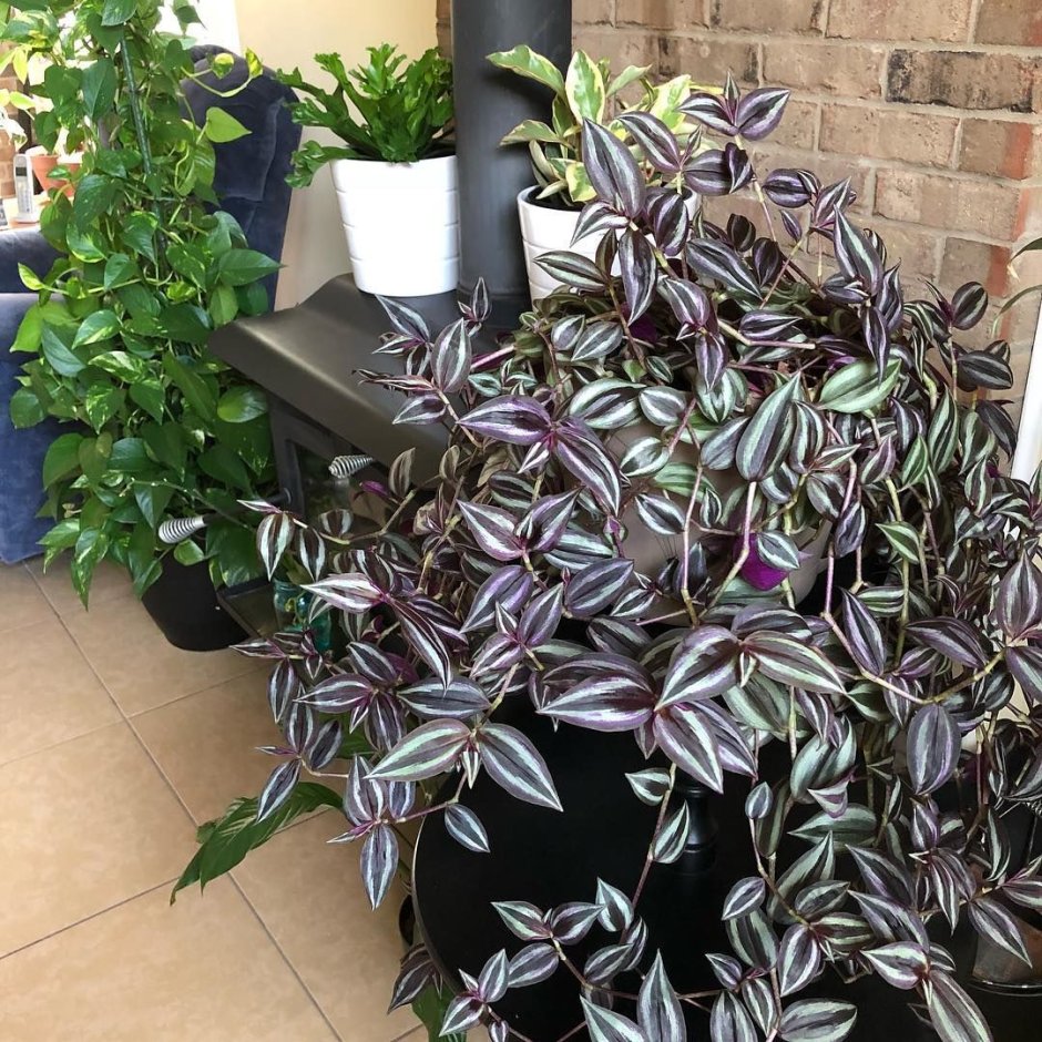 Традесканция Хойя