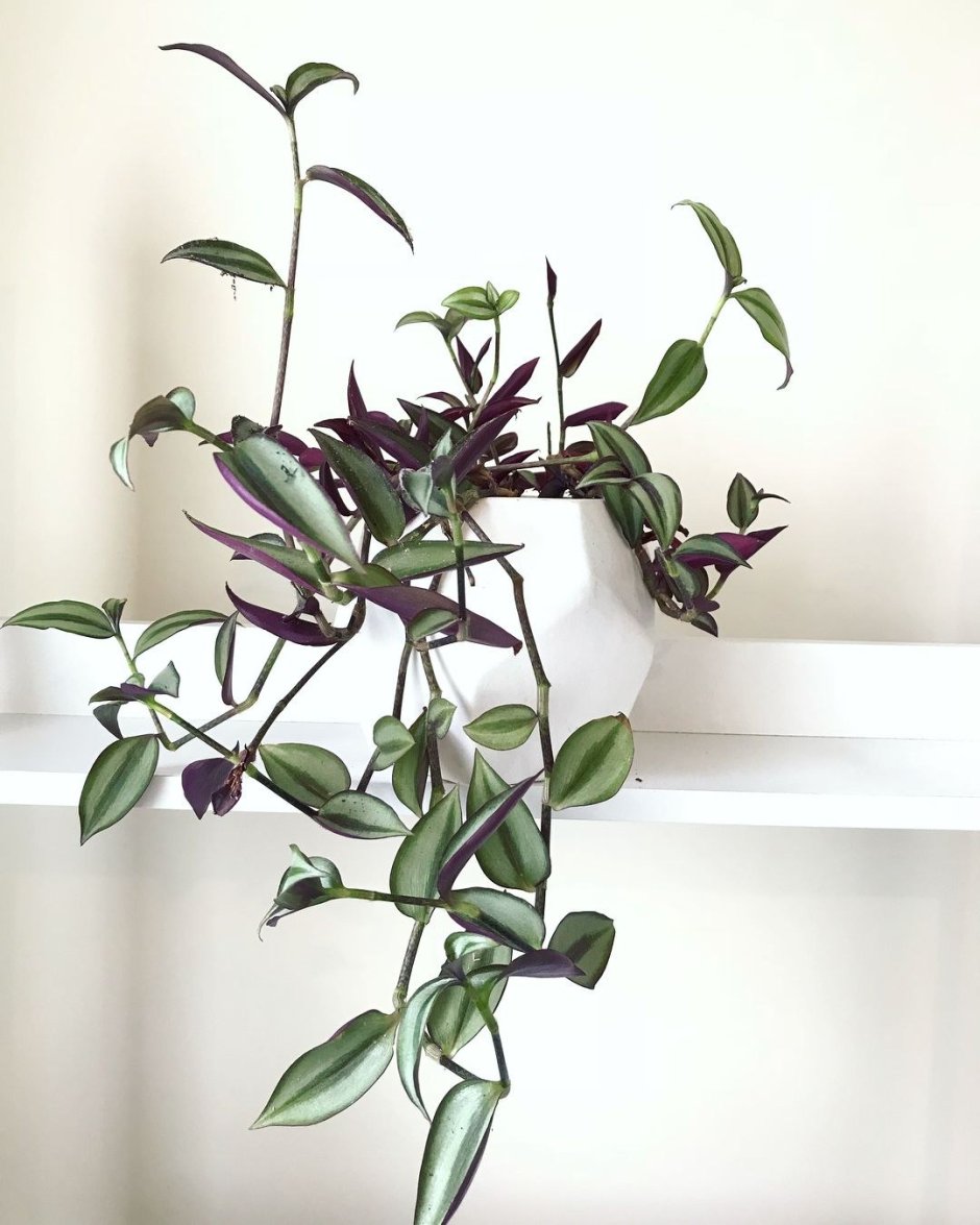 Традесканция Вьюн