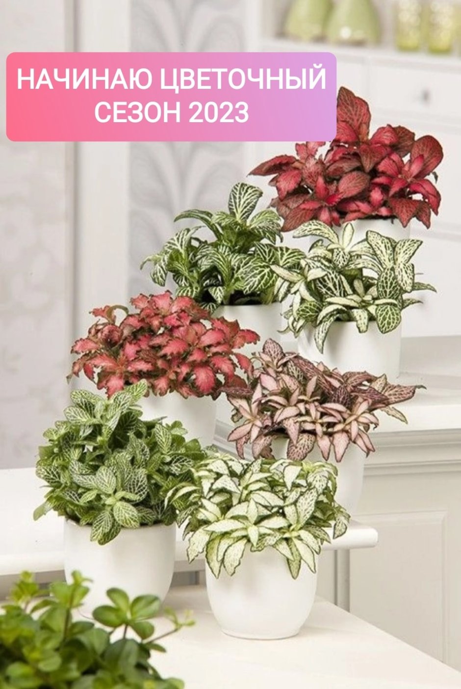 Традесканция Лиана