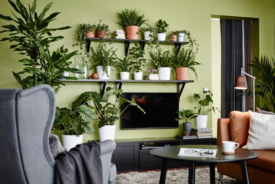 Рео традесканция кокедема