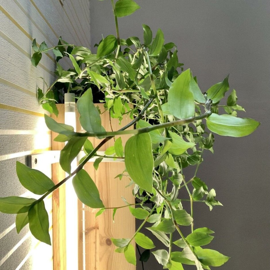 Традесканция Хойя