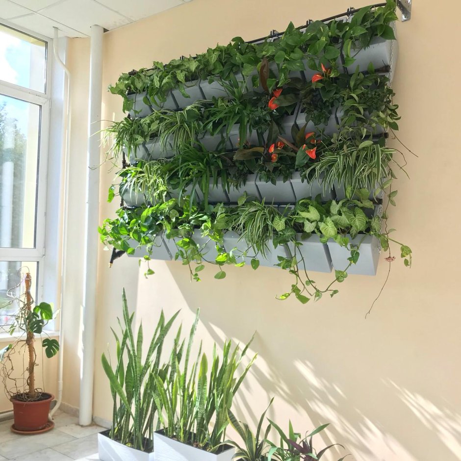 Фитостена Леруа Мерлен