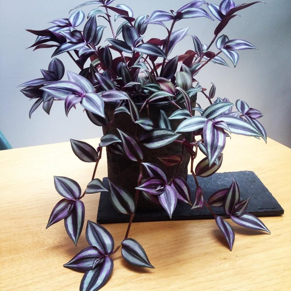 Традесканция Родина растения