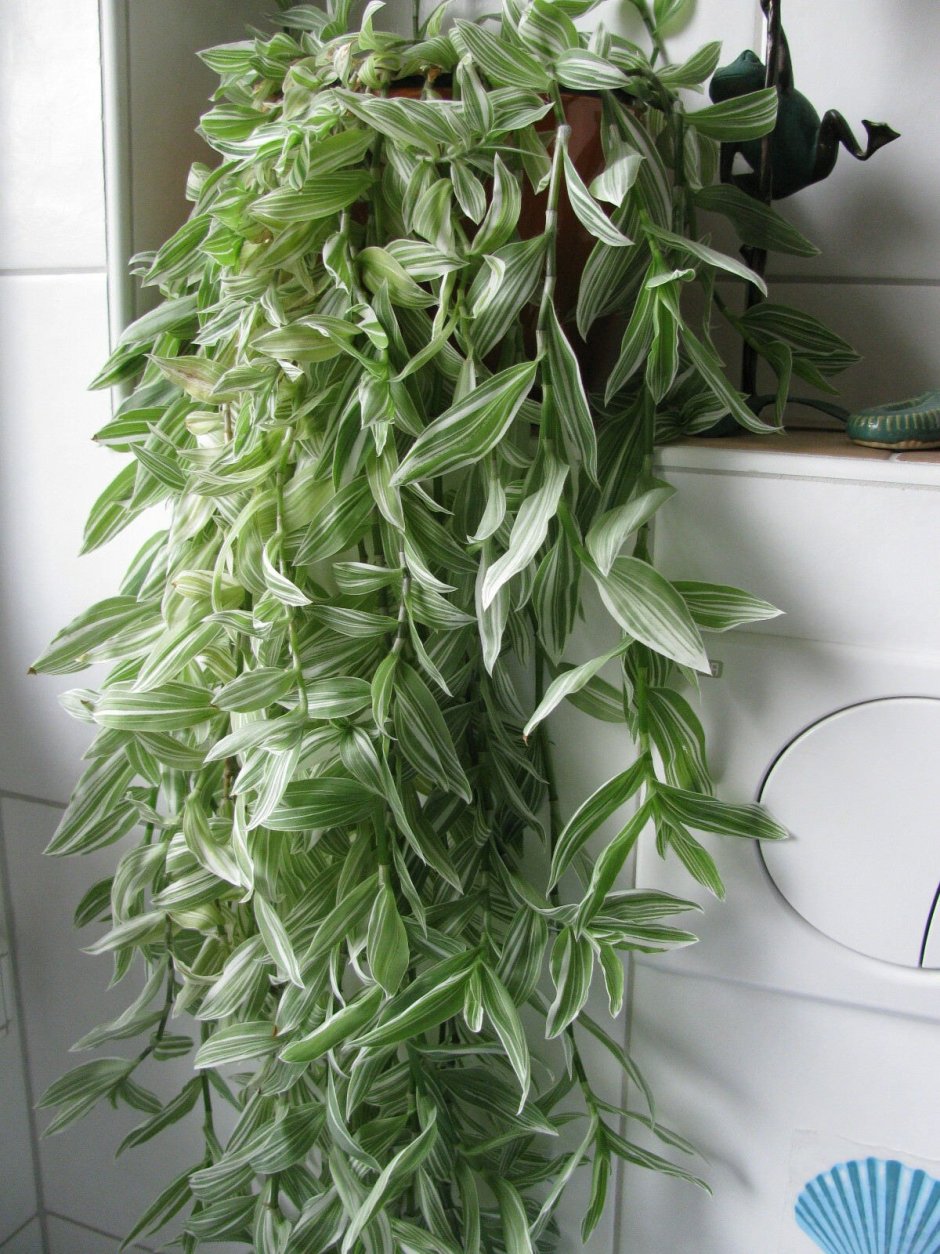 Висячие цветы в квартире