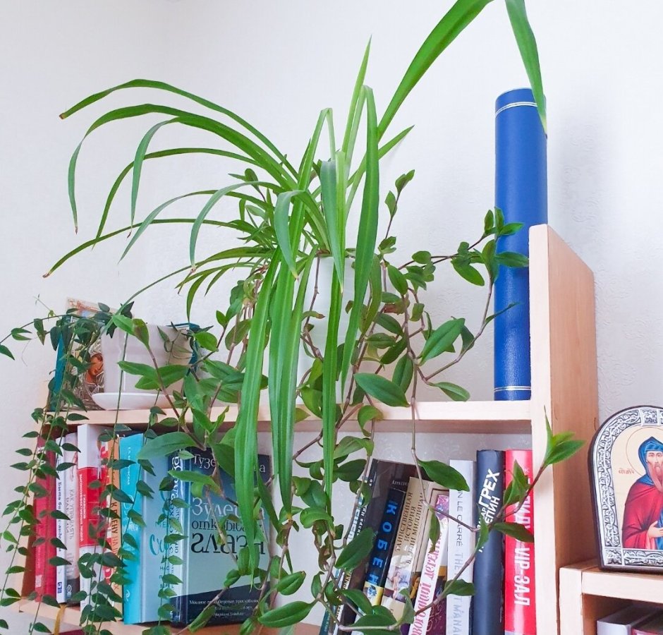 Плющ хлорофитум растения