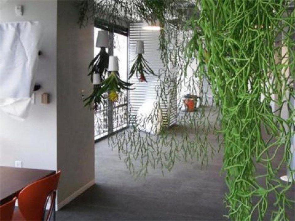 Традесканция комнатная листочки