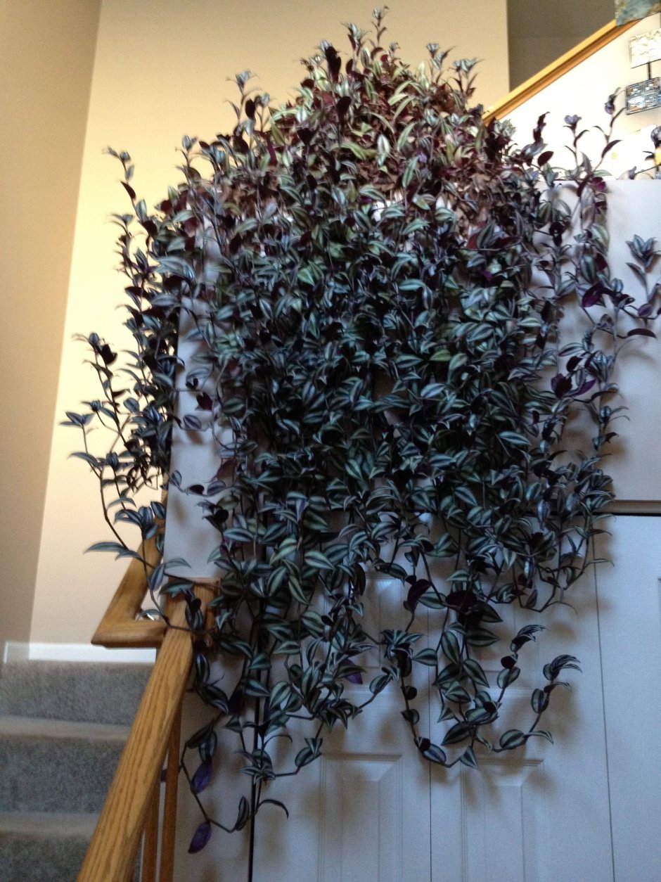 Нефролепис фитостена