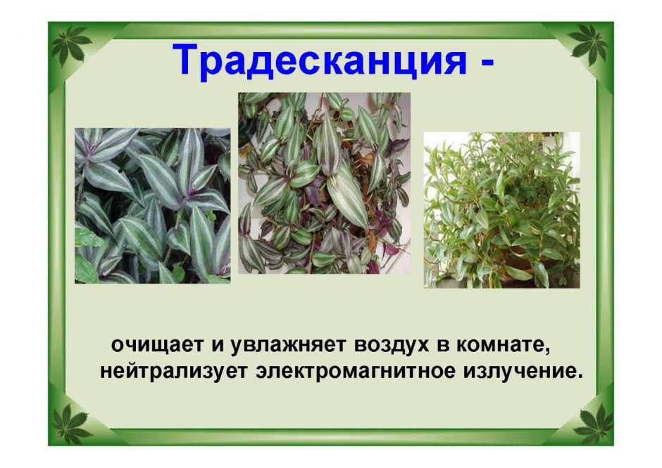 Традесканция зебрина белая