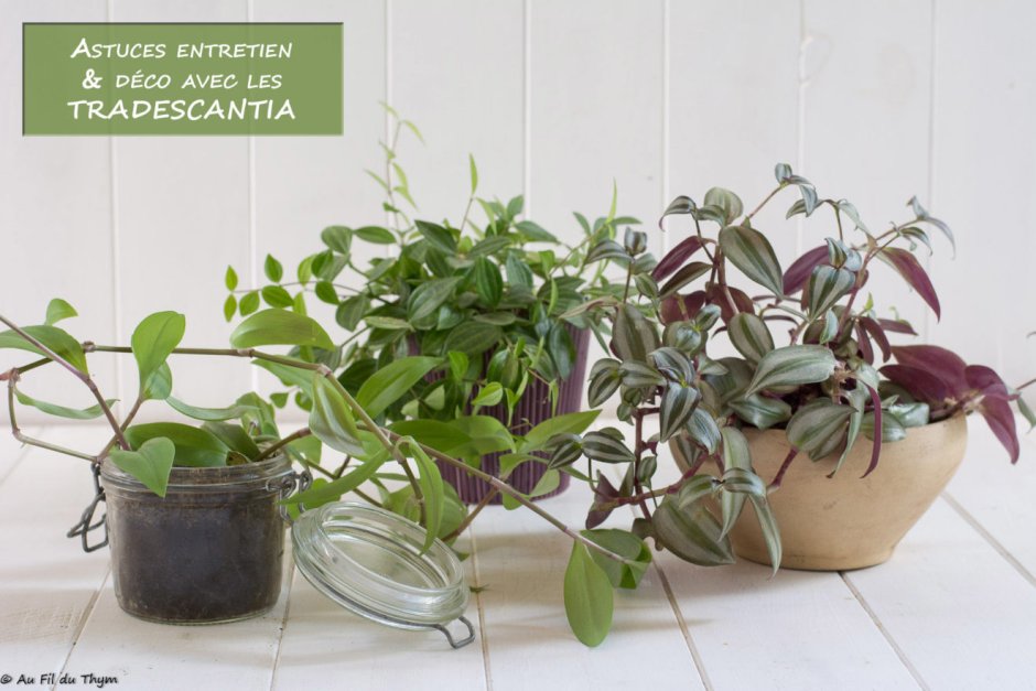 Растения в интерьере