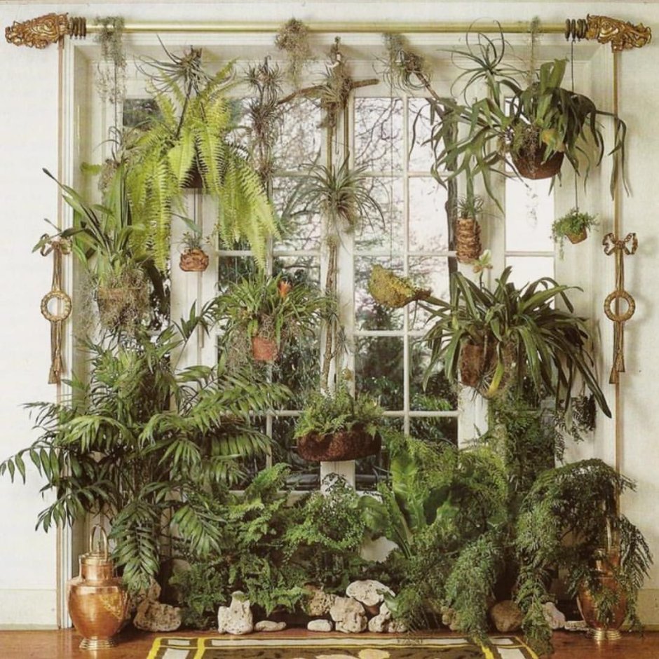 Хлорофитум фитостена