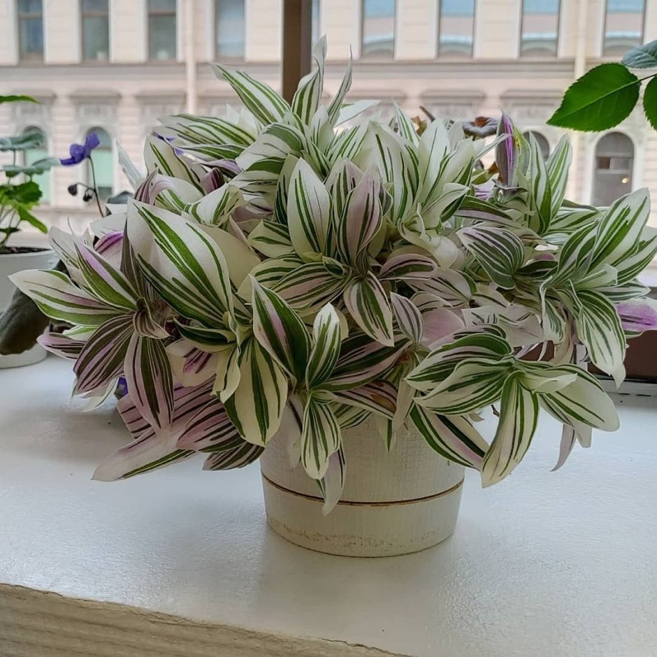 Традесканция зебрина мелколистная