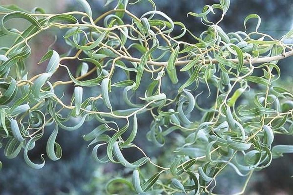 Ива Извилистая Матсудана (Salix matsudana)