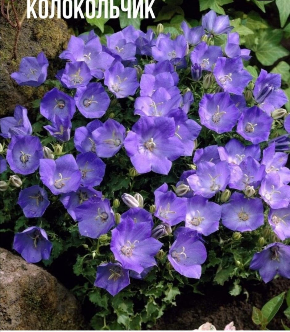 Колокольчик Карпатский Гном