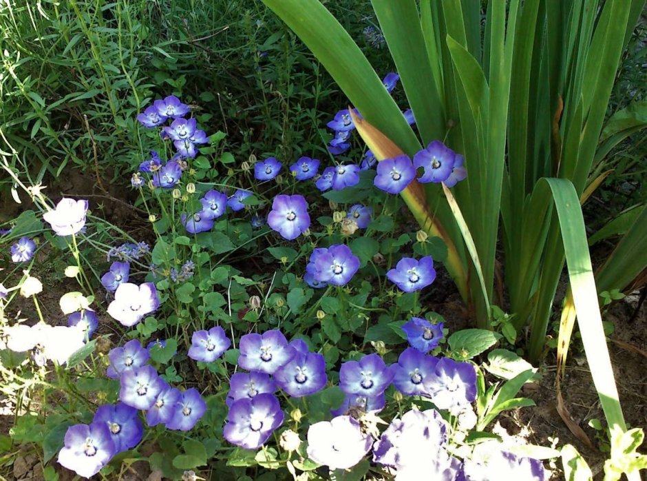 Колокольчик Карпатский в дизайне сада