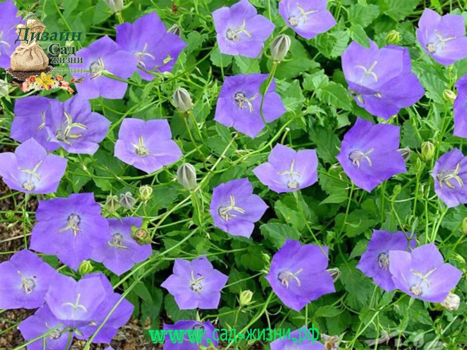 Колокольчик Карпатский Гном