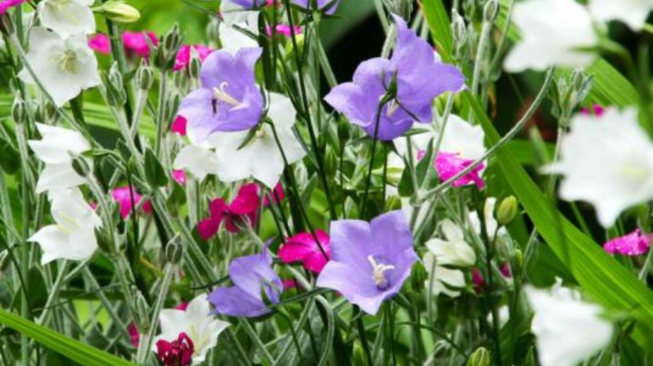 Колокольчик Карпатский в природе