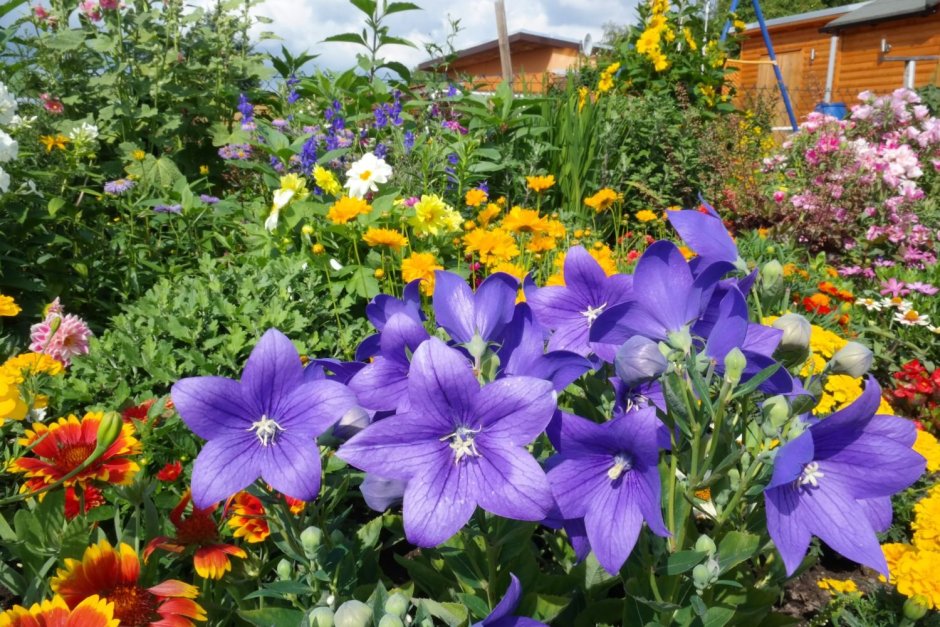 Платикодон Астра Блю