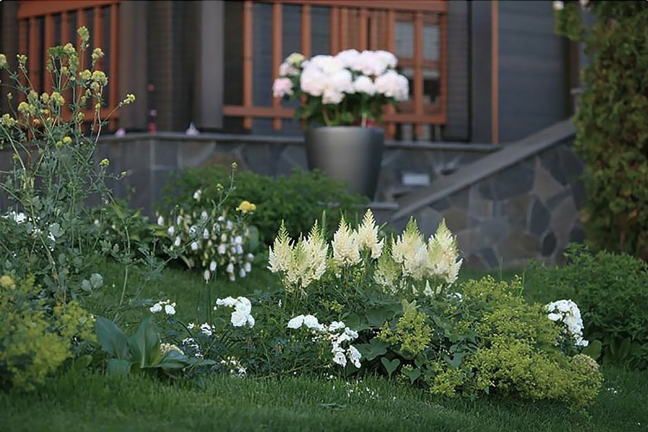 Койсман многоликие многолетники