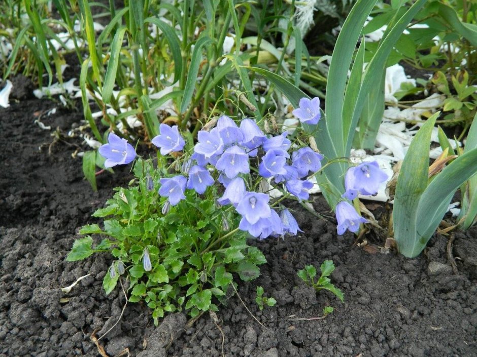 Колокольчик ложечницелистный белый