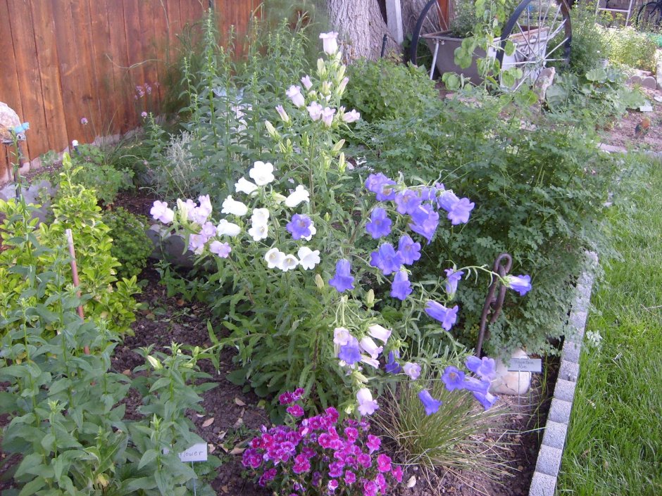 Колокольчик Карпатский в миксбордере