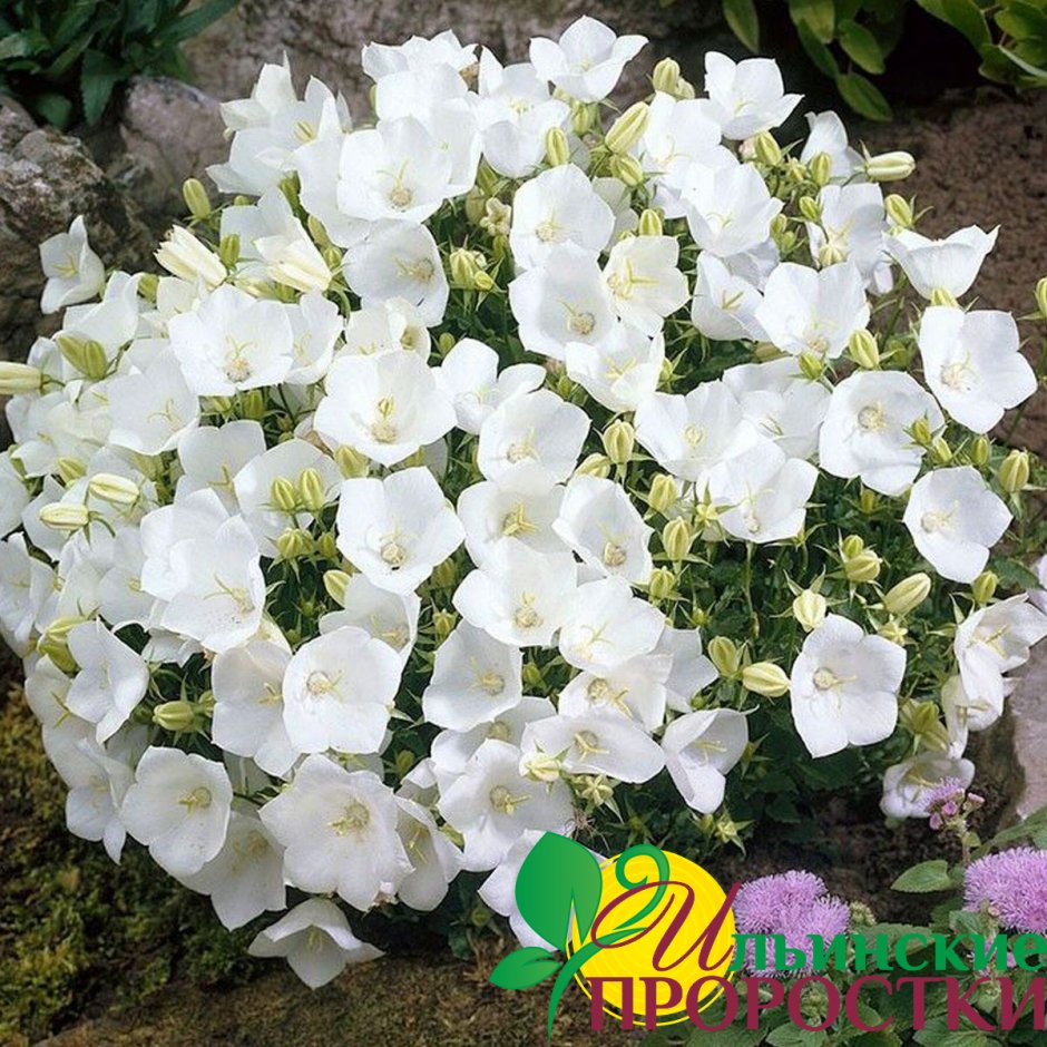 Колокольчик Карпатский Белогорье