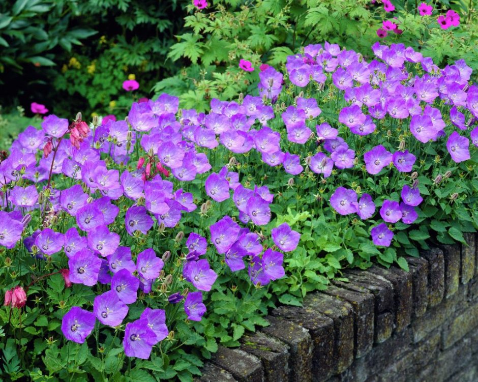Колокольчик Карпатский (Campanula Carpatica)