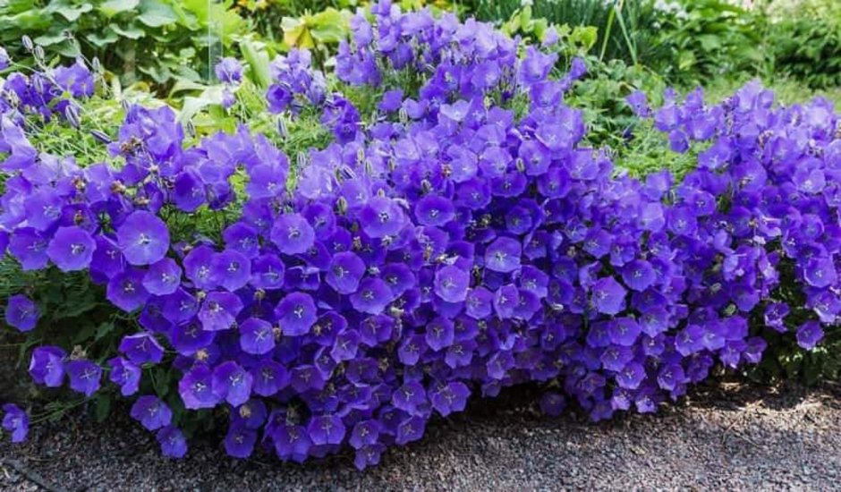 Колокольчик Карпатский многолетний