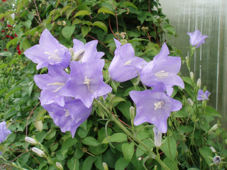 Колокольчик Карпатский Веселые граммофончики