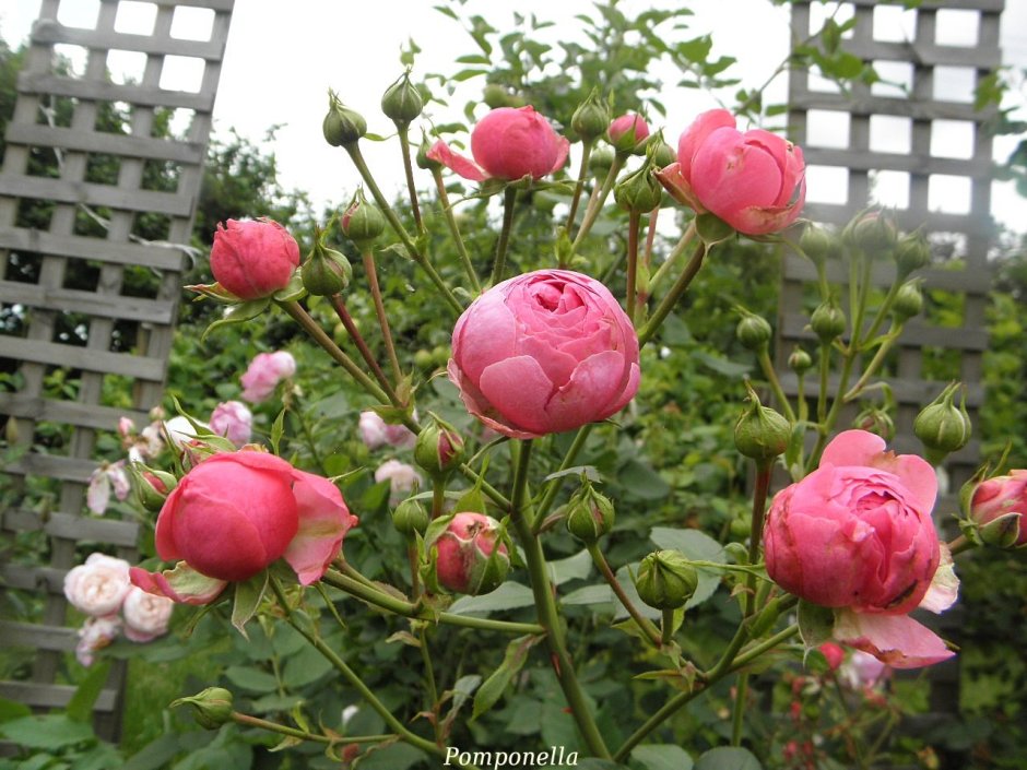 Роза клумбовая Помпонелла