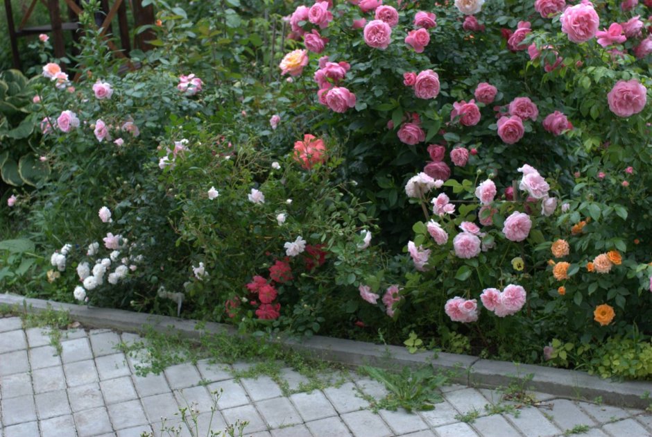 Роза Помпонелла в саду