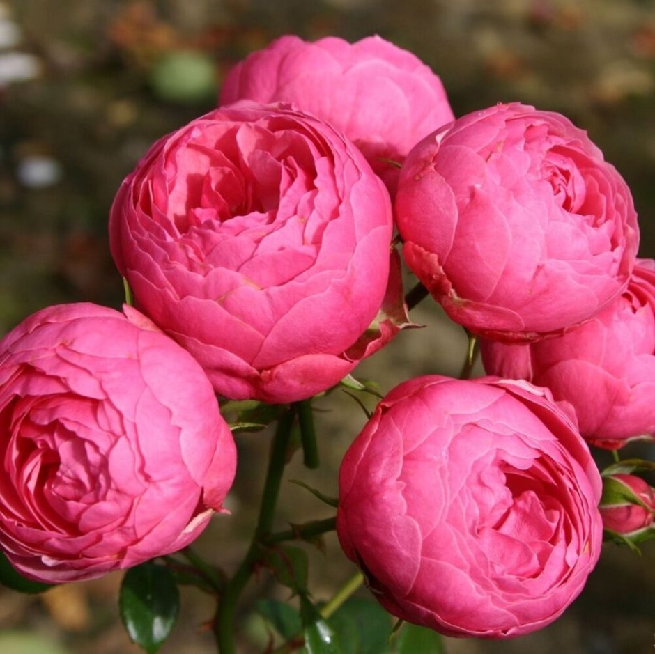 Роза Кордес флорибунда Помпонелла роза чайно-гибридная ашрам