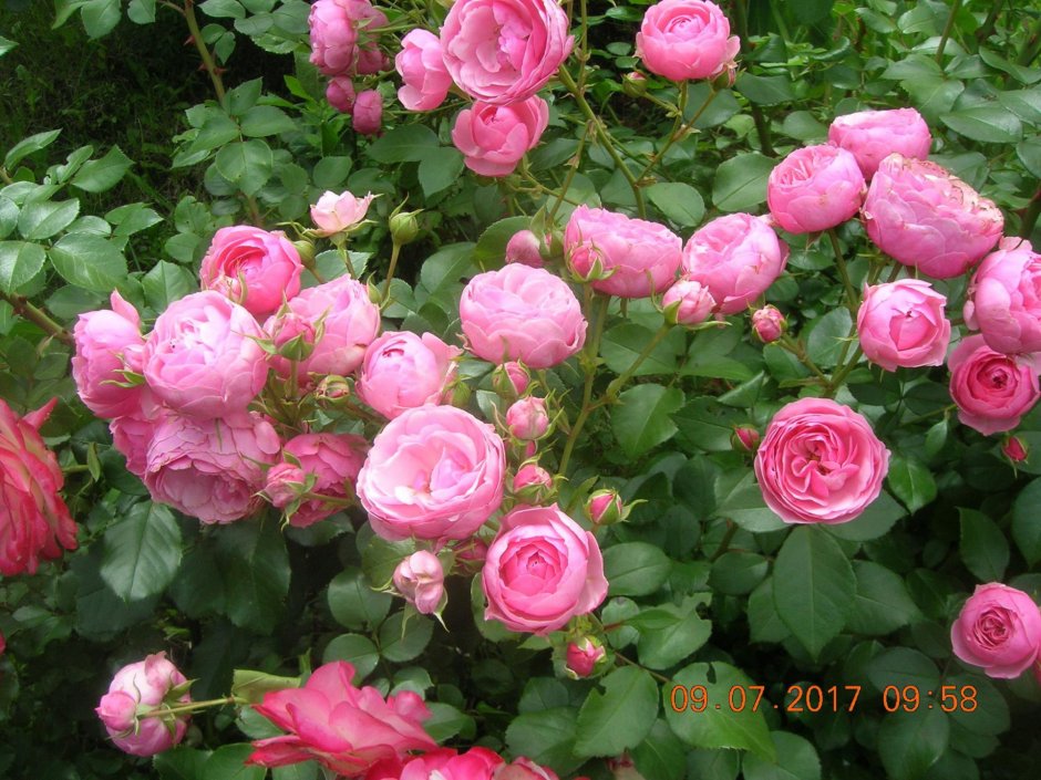 Роза морщинистая плетистая