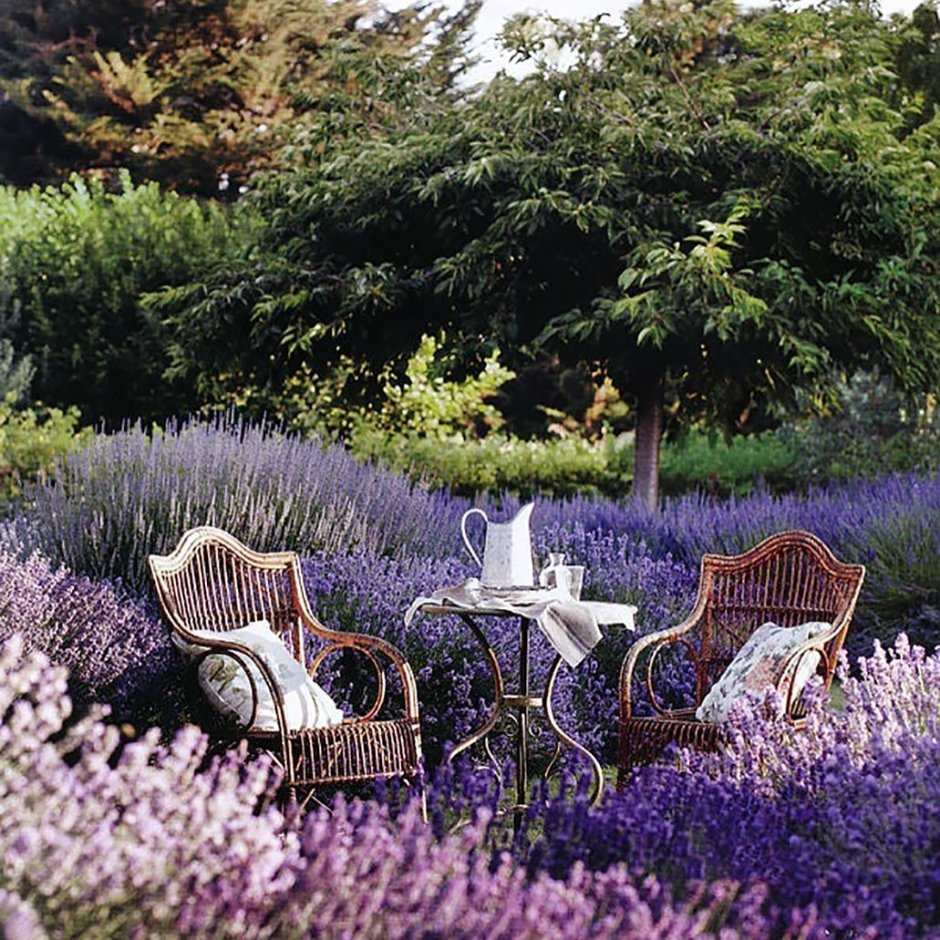 Лаванда французская Мирей