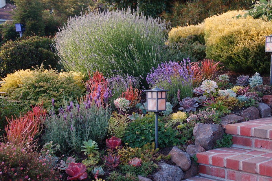 Лаванда в миксбордере