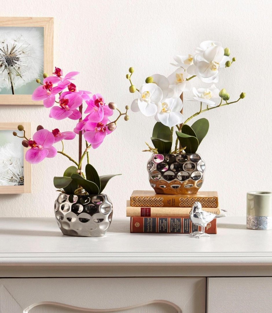 Орхидеи в квартире