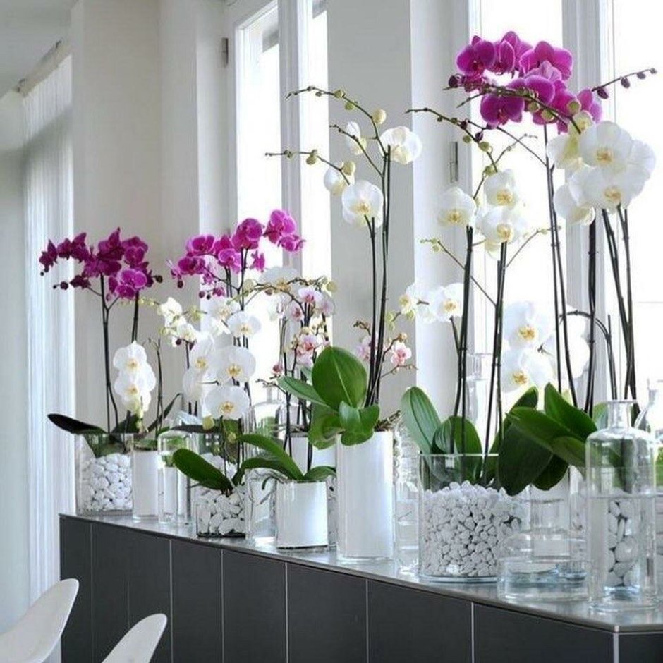 Фаленопсис Орхидея живые