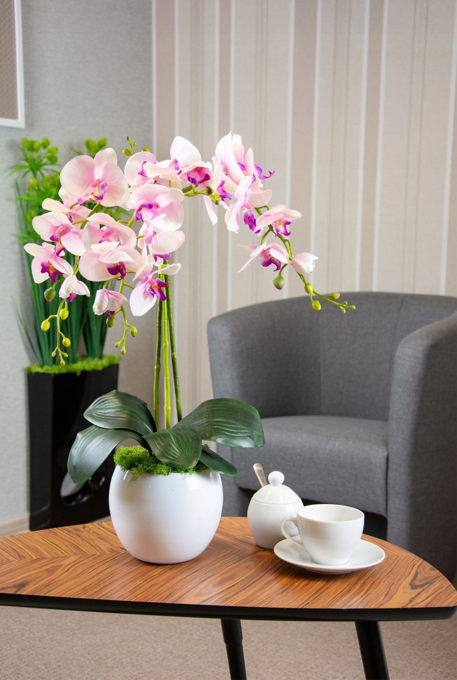 Орхидея белая комнатная